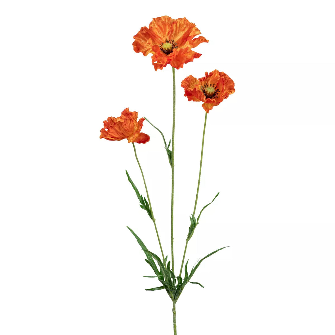 Flourify Maanbloem