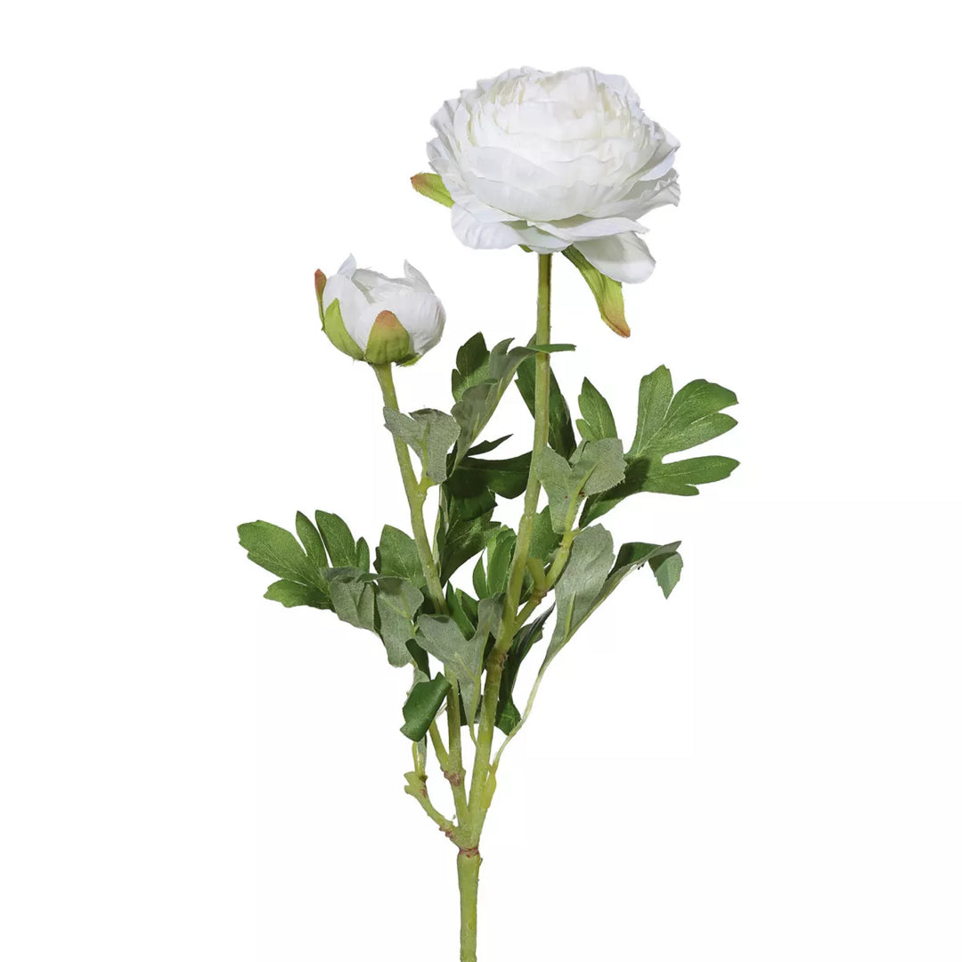 Flourify Ranunkel (boterbloem)