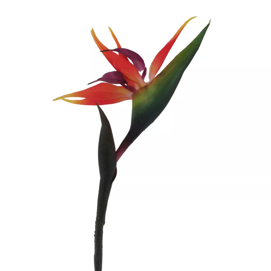 Flourify Strelitzia(paradijsvogelbloem)