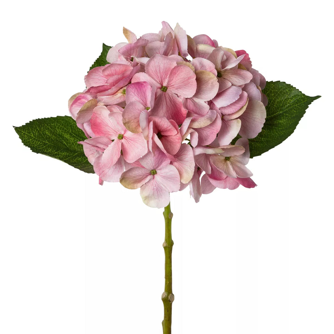 Flourify Hortensia