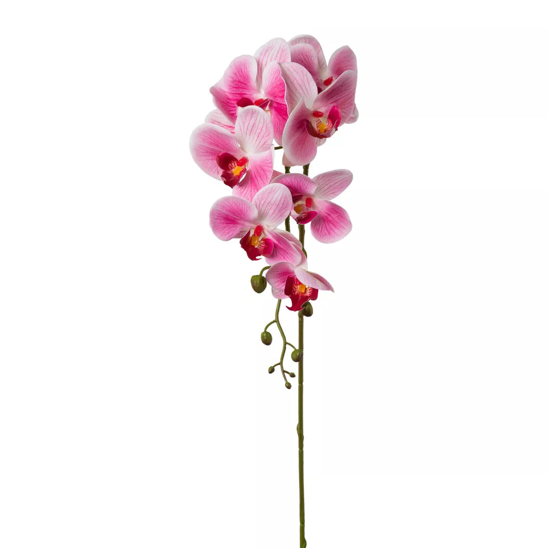 Flourify Orchidee (Phalaenopsis)