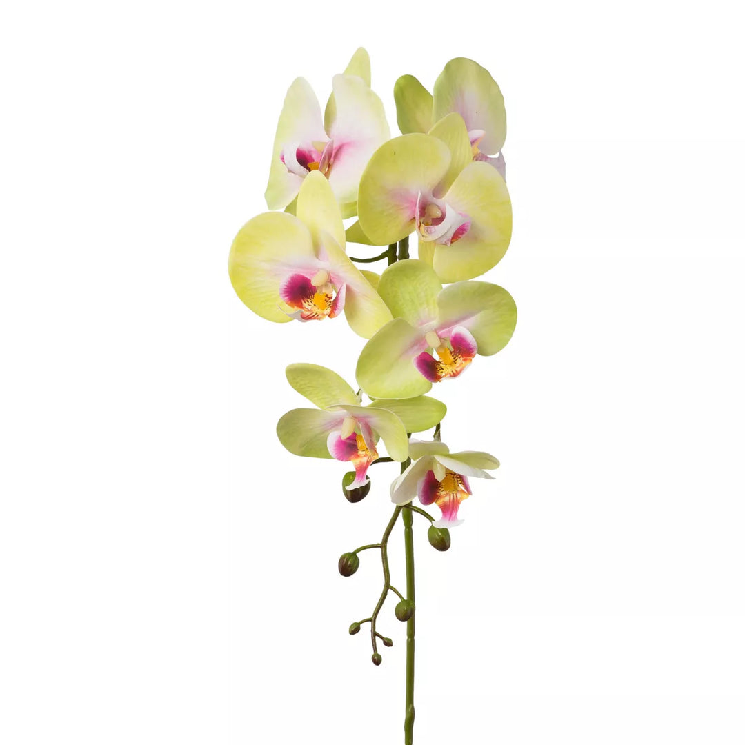 Flourify Orchidee (Phalaenopsis)