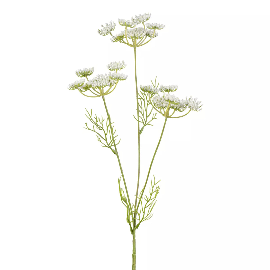 Flourify Ammi Majus, (witte dille)