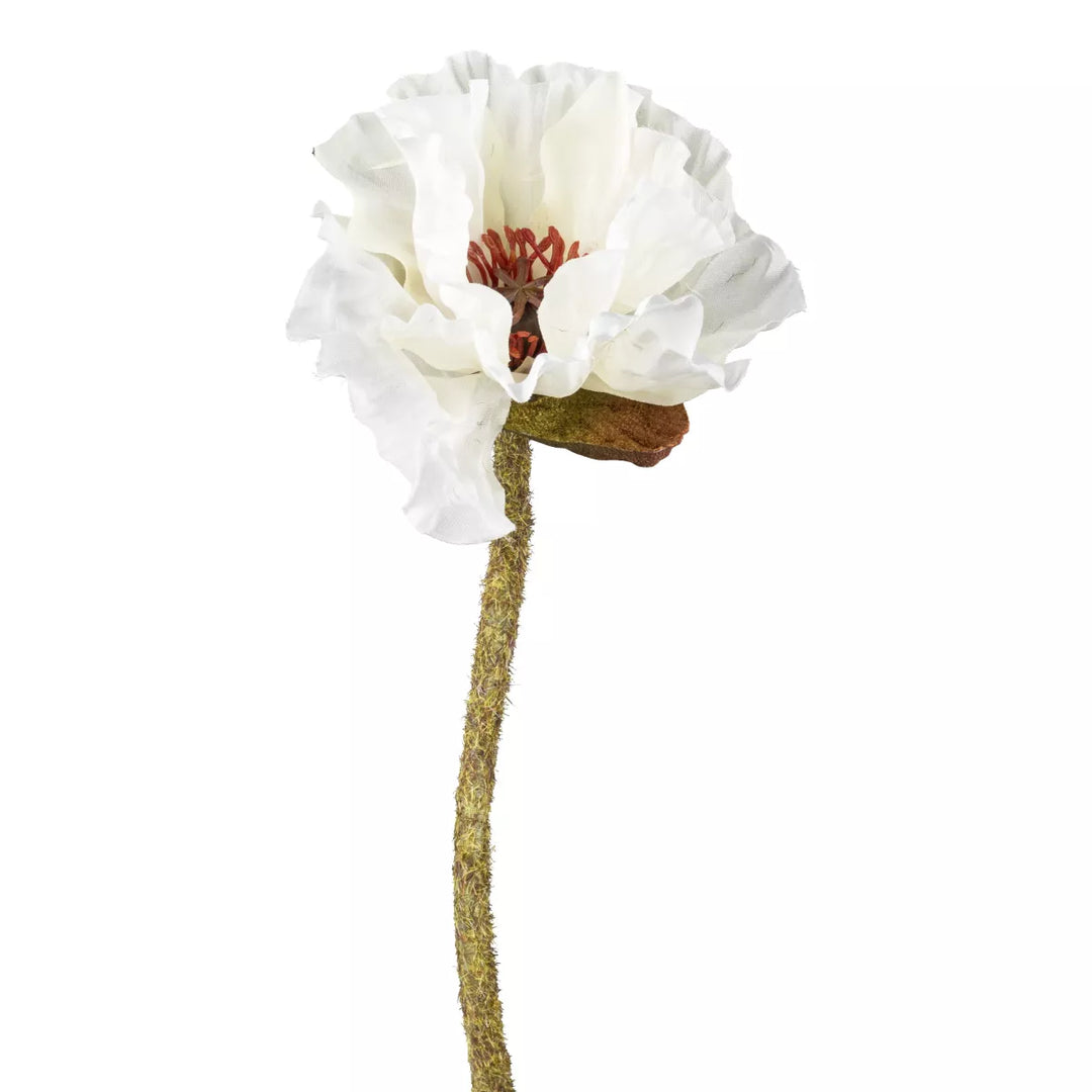 Flourify Maanbloem