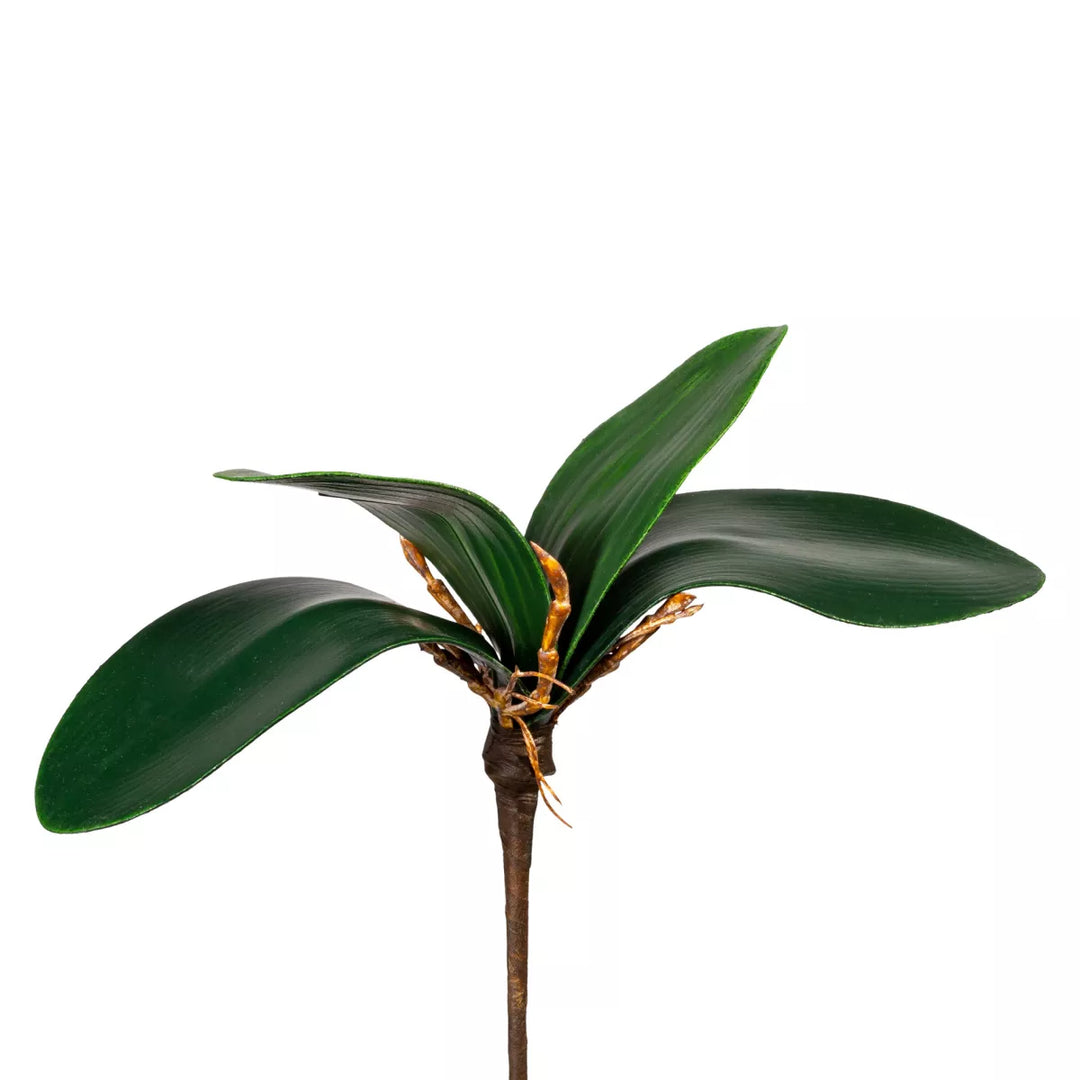 Flourify Orchidee blad