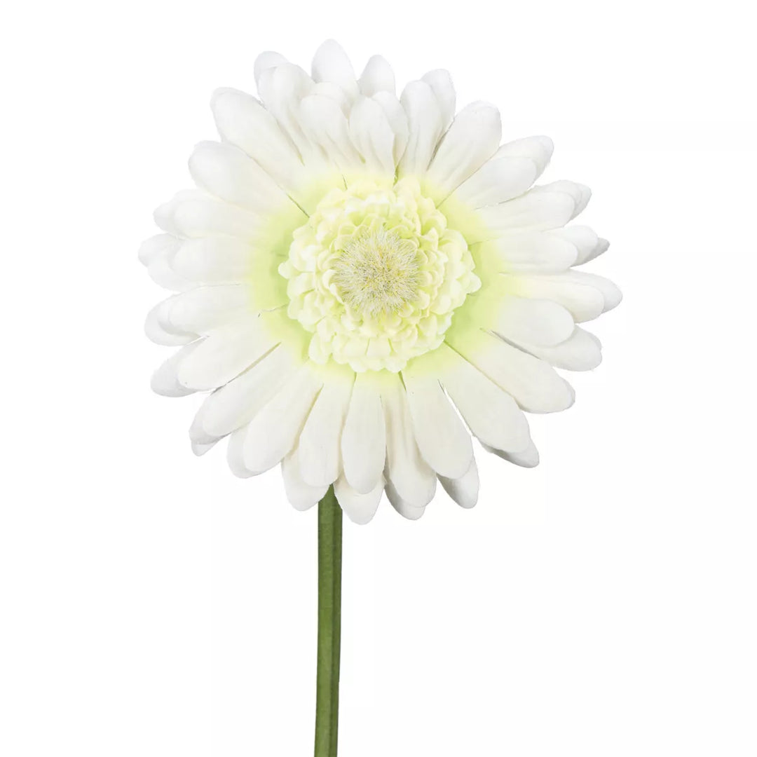 Flourify Gerbera