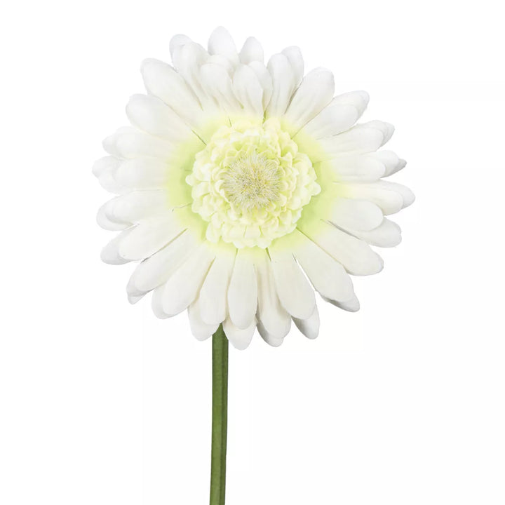 Flourify Gerbera