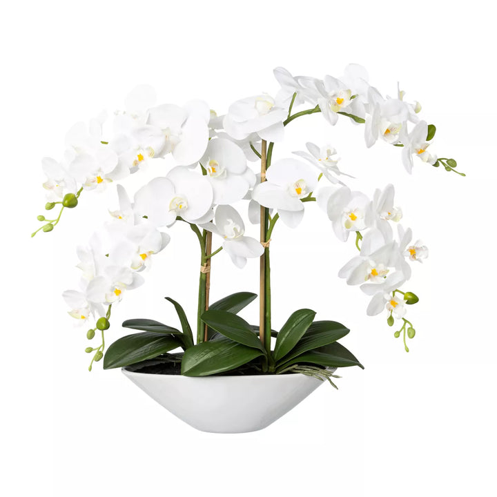 Flourify Orchidee