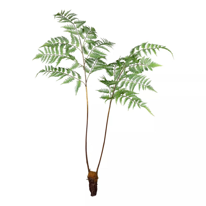 Flourify Dryopteris tak (varen)