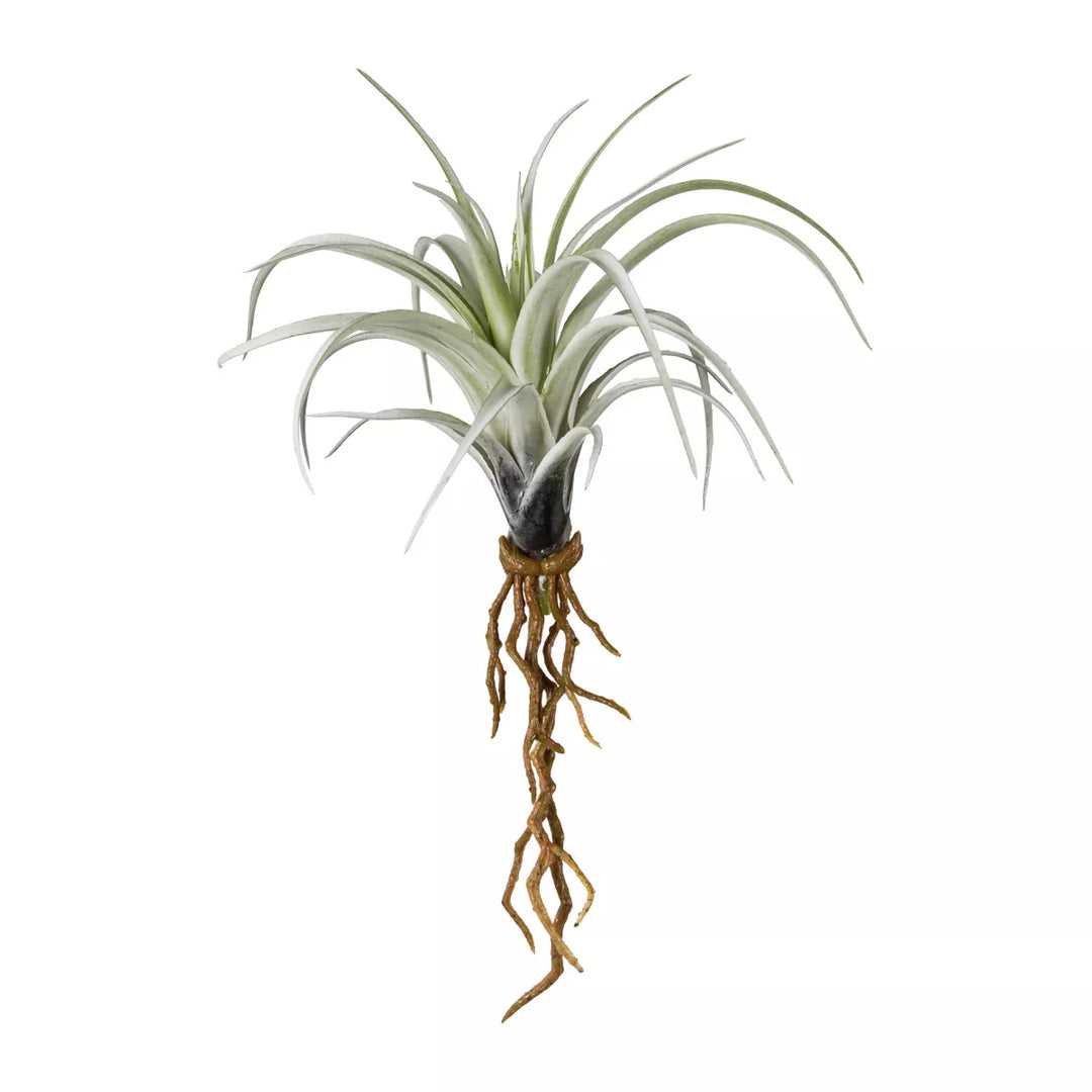 Flourify Mini tillandsia (luchtplant) met wortels