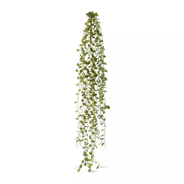 Flourify Muehlenbeckia hangplant