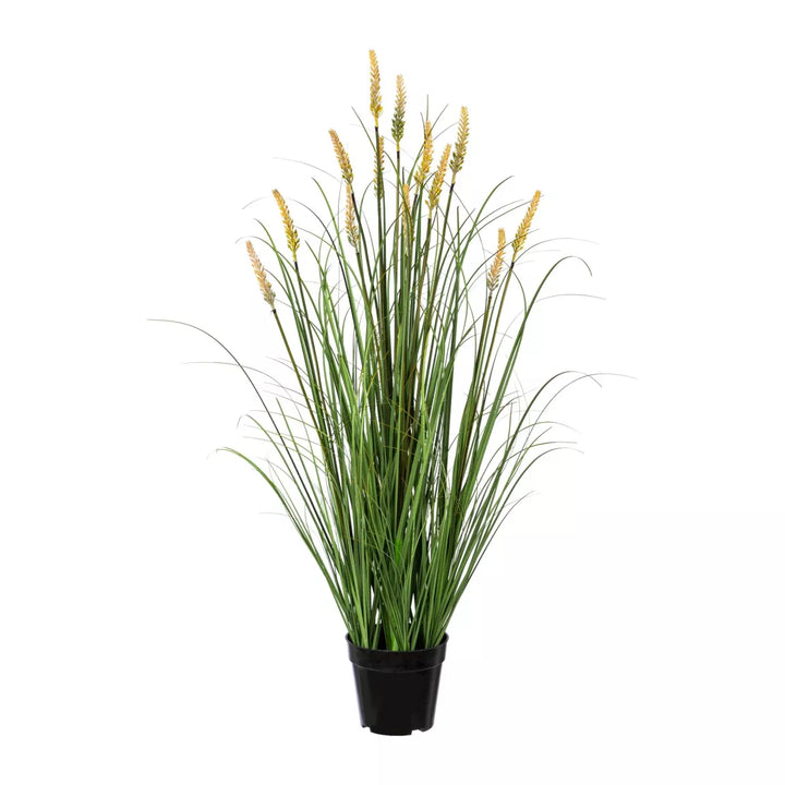 Flourify Pennisetum (Lampepoetsersgras)