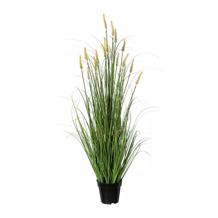 Flourify Pennisetum (Lampepoetsersgras)