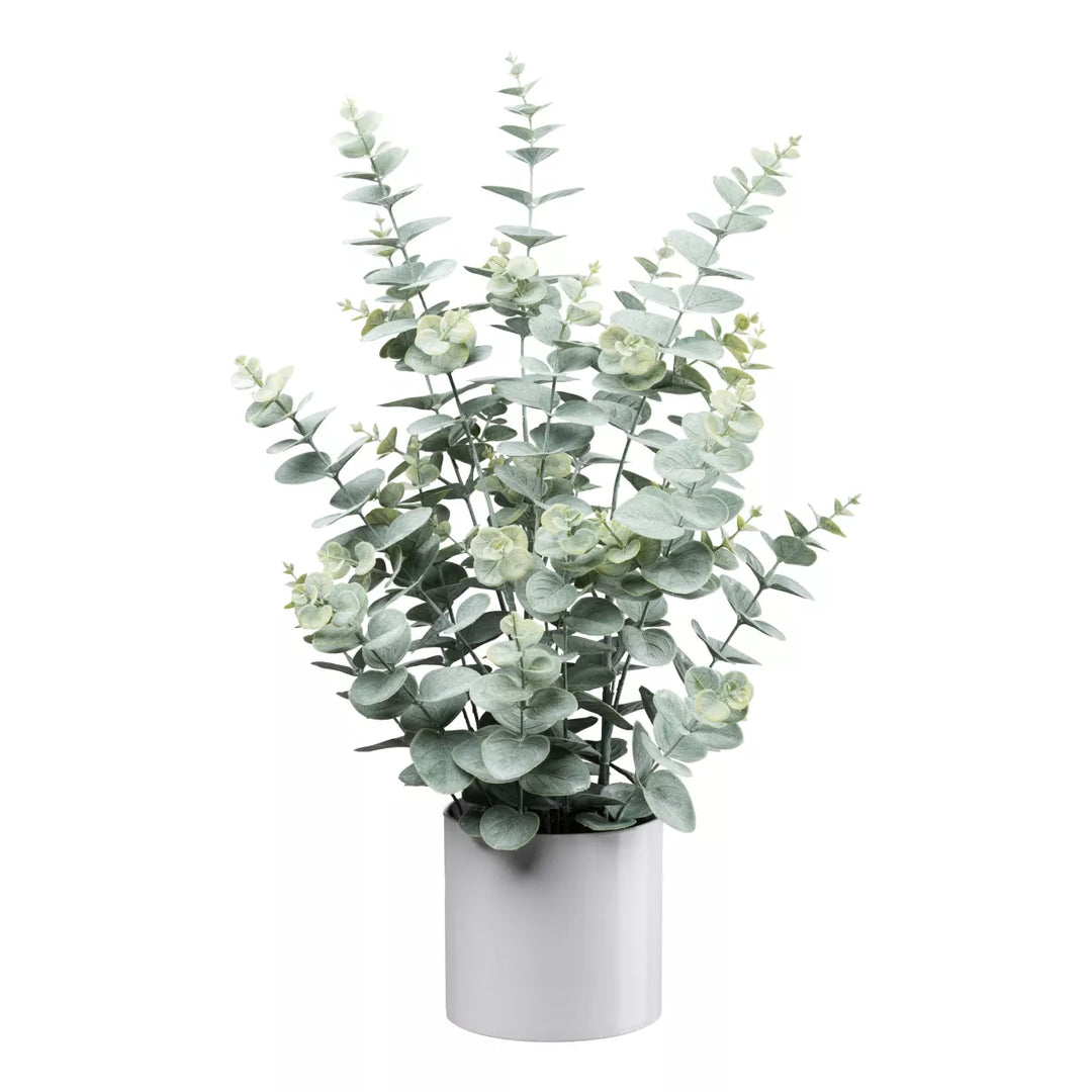 Flourify Eucalyptus 