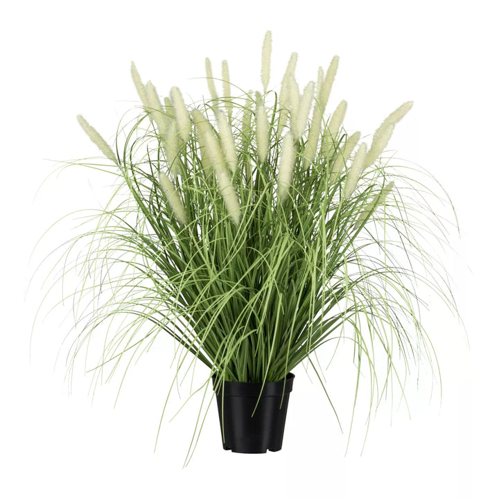 Flourify Pennisetum, (Lampepoetsersgras)