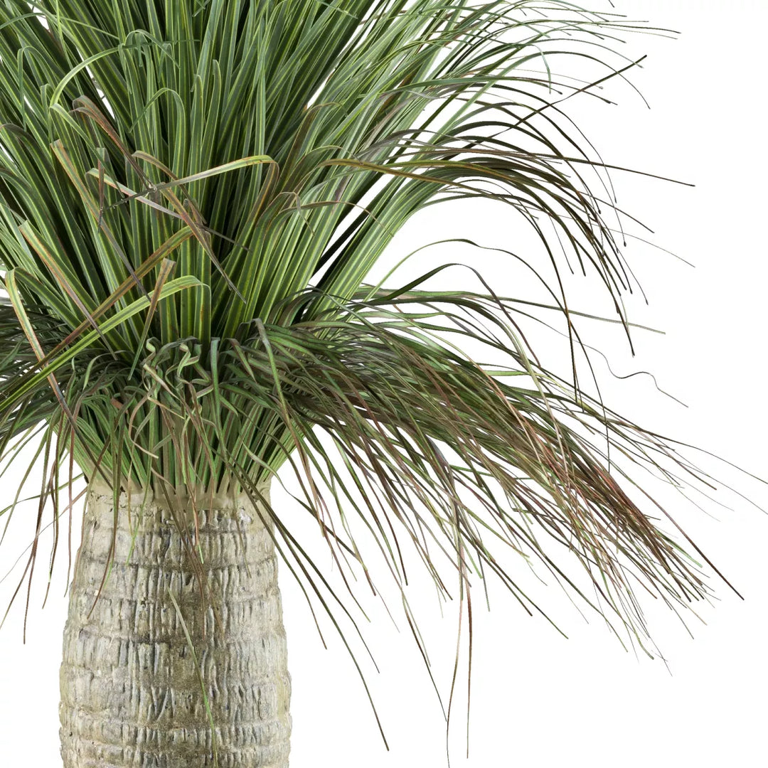 Flourify De Beaucarnea Recurvata 