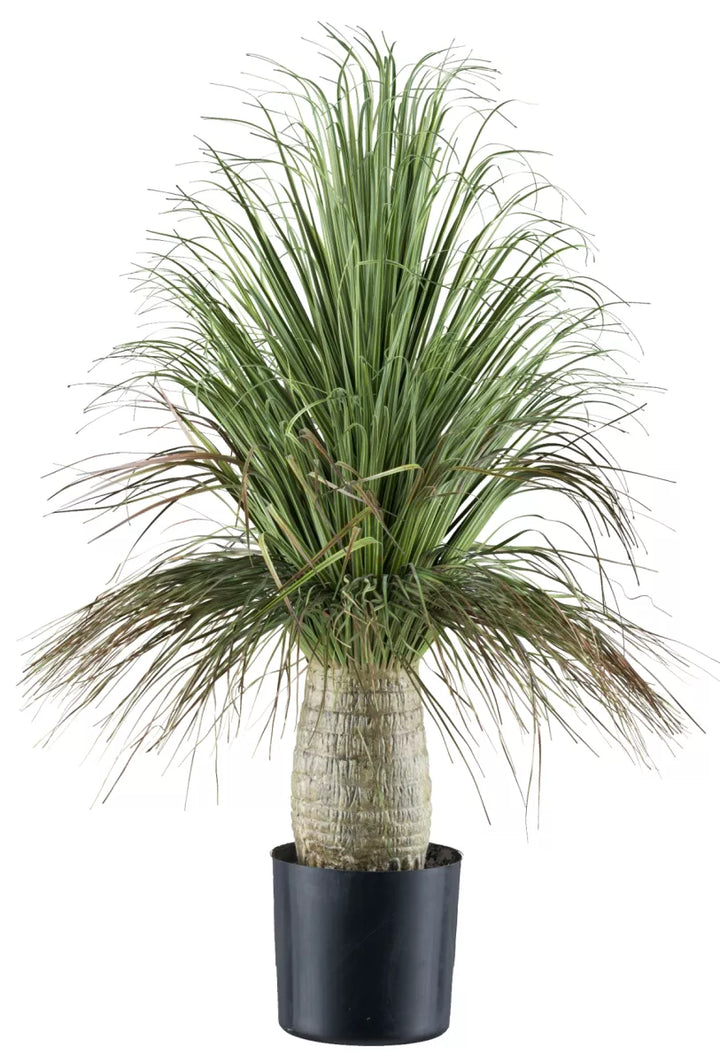 Flourify De Beaucarnea Recurvata 