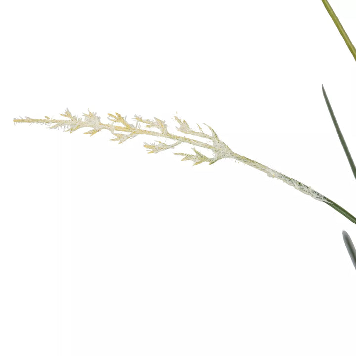 Flourify Siergeas