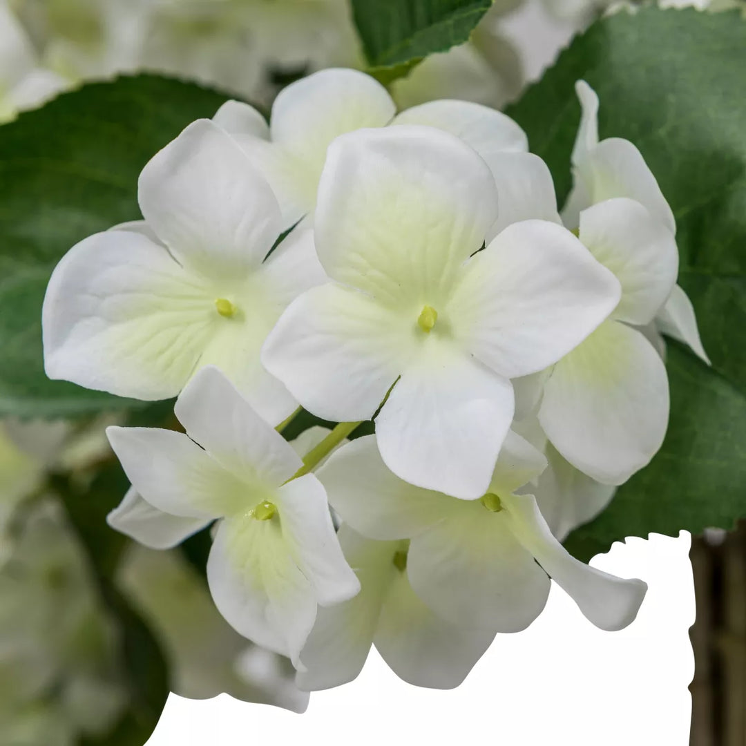 Flourify Hortensia boom