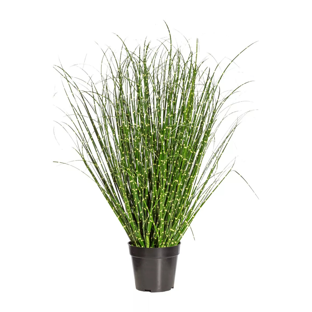 Flourify Miscanthus Zebrinus (prachtgriet)