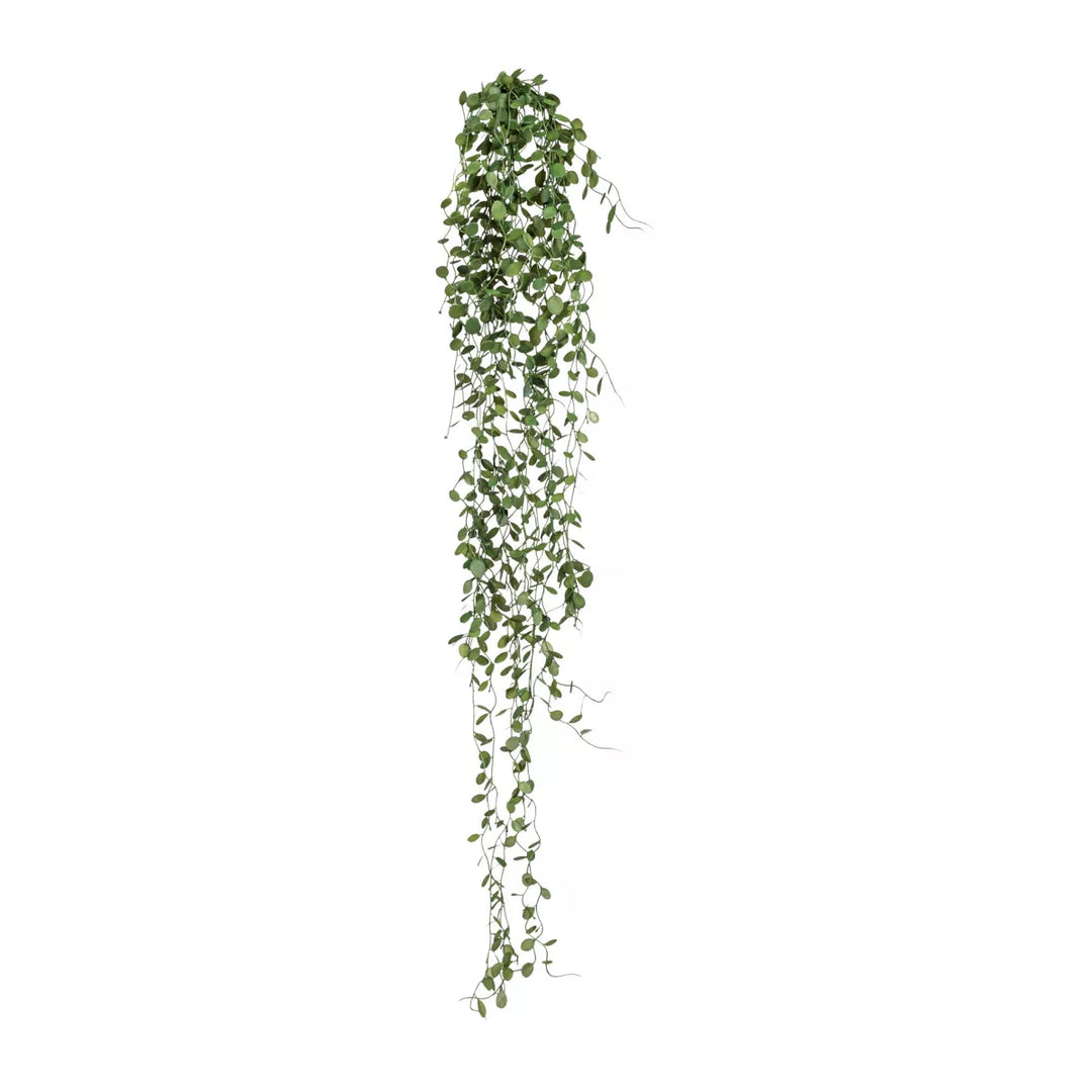 Flourify Muehlenbeckia