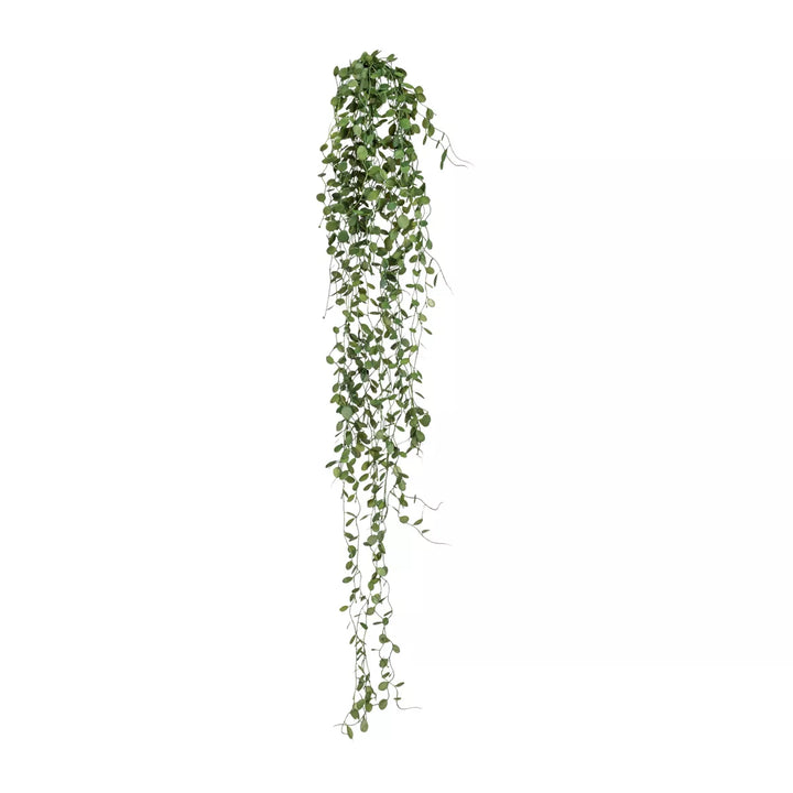 Flourify Muehlenbeckia