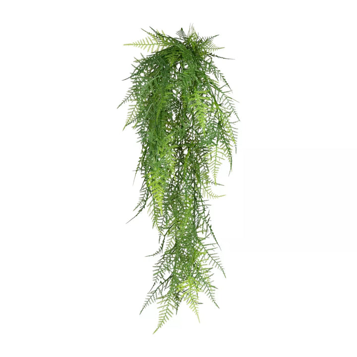 Flourify Asparagus Plumosus hangplant