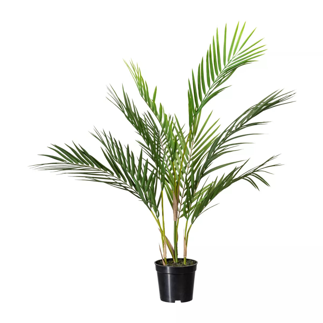 Flourify Palm