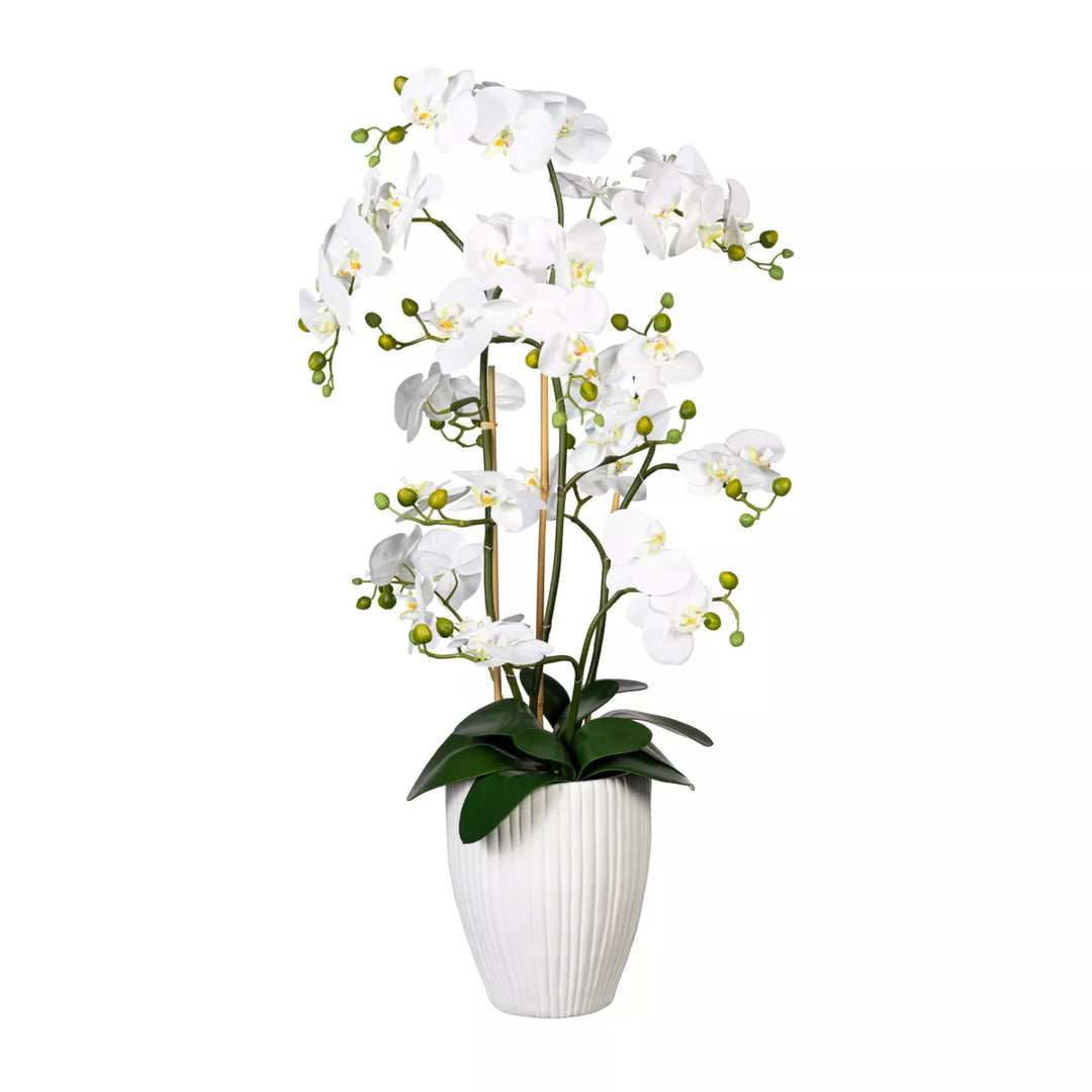 Flourify Orchidee Phalaenopsis