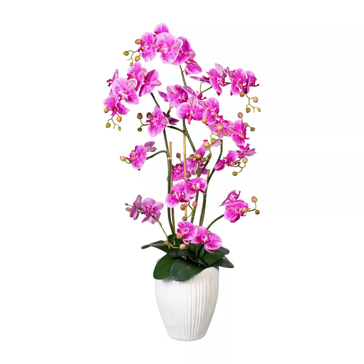 Flourify Orchidee Phalaenopsis