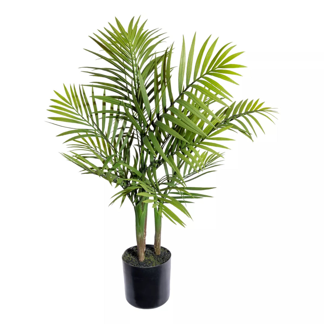 Flourify Bergpalm
