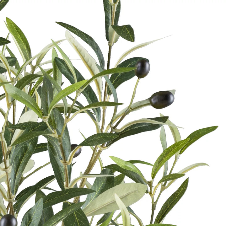 Flourify Olijvenstruik