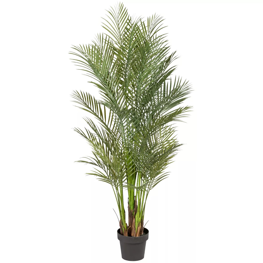 Flourify Arecapalm (goudpalm)