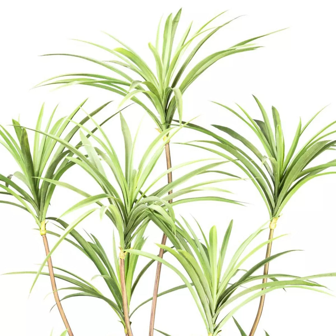 Flourify Dracaena