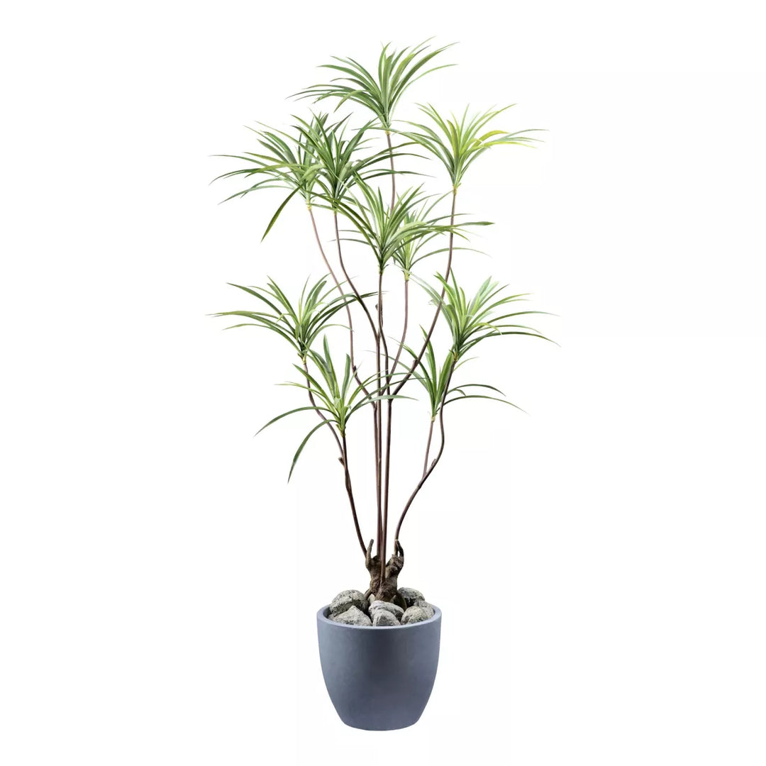 Flourify Dracaena