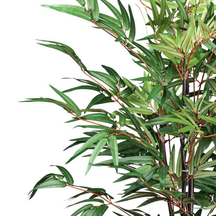 Flourify Bamboe Chinese Wonder (sierbamboe)