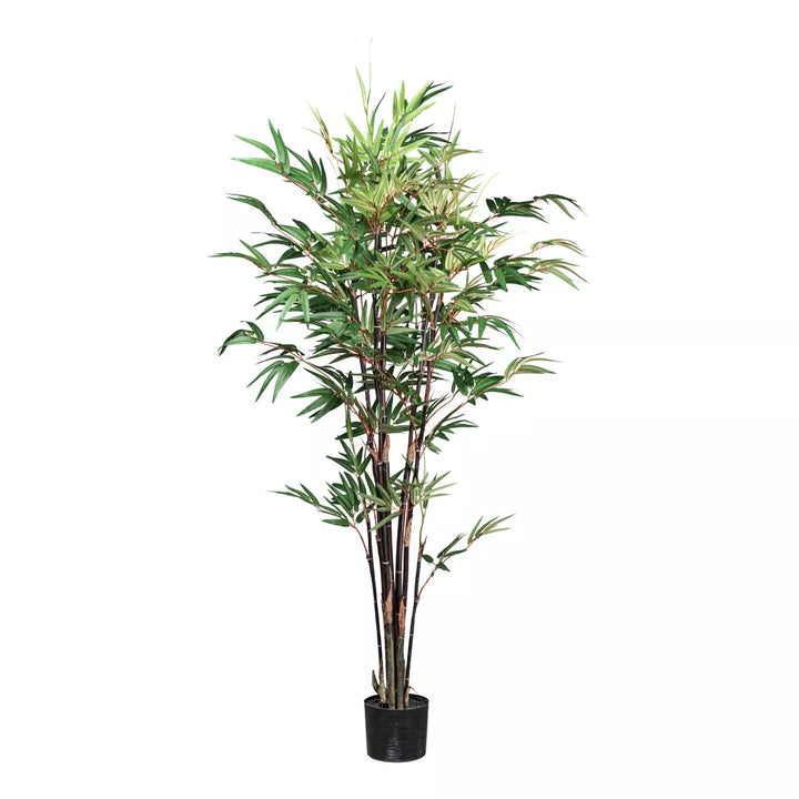 Flourify Bamboe Chinese Wonder (sierbamboe)