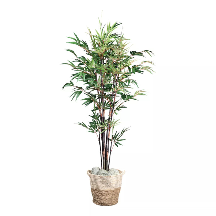 Flourify Bamboe Chinese Wonder (sierbamboe)