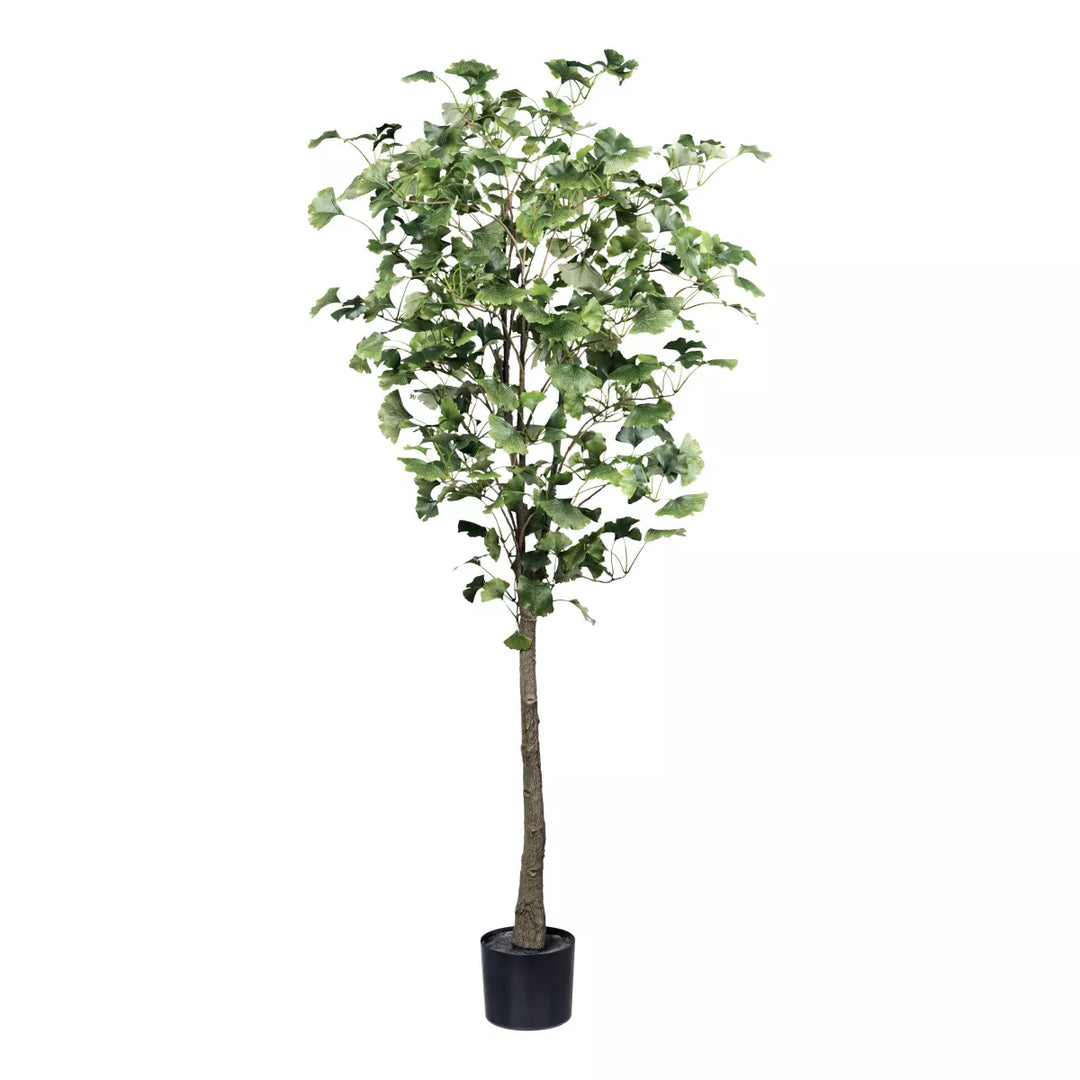 Flourify Ginkgo boom, (Japanse notenboom)