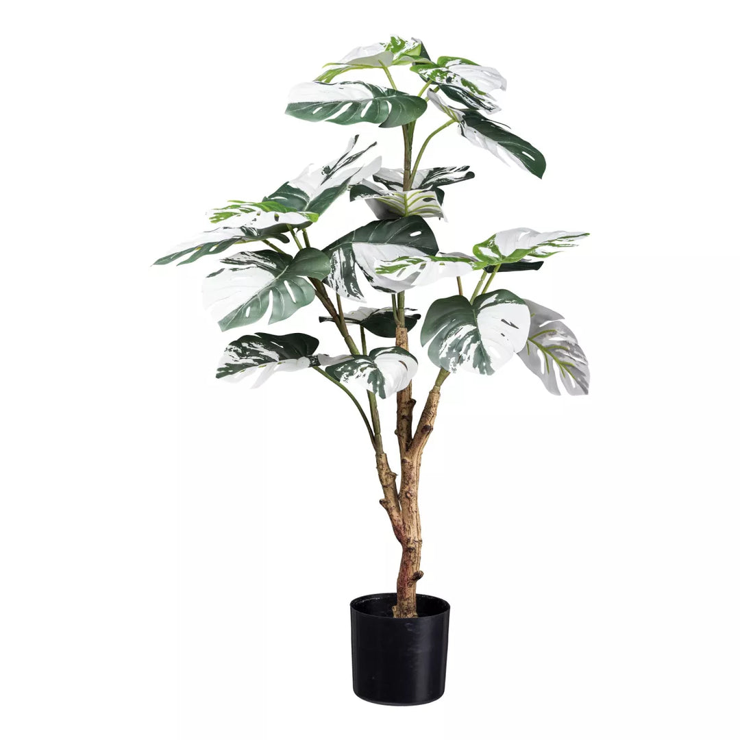 Flourify Monstera Deliciosa Variegata