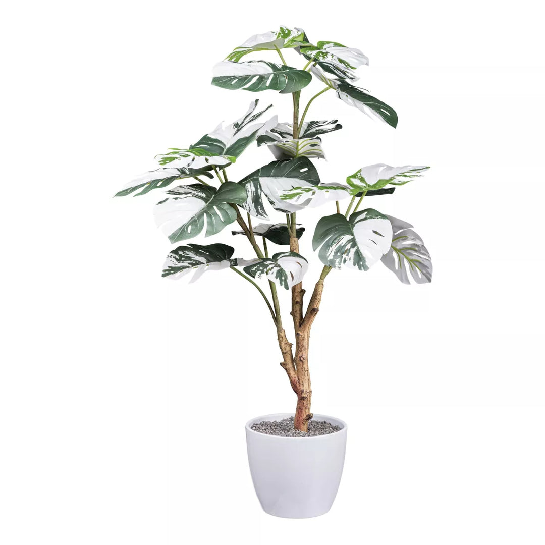 Flourify Monstera Deliciosa Variegata