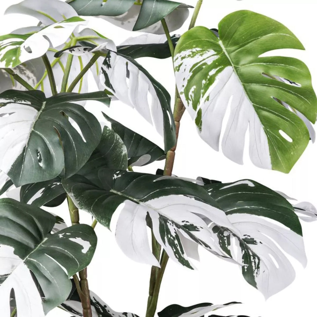 Flourify Monstera Deliciosa Variegata