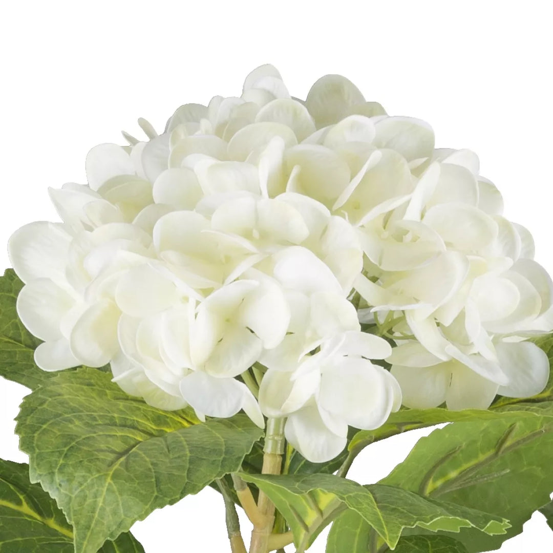 Flourify Hortensia struik