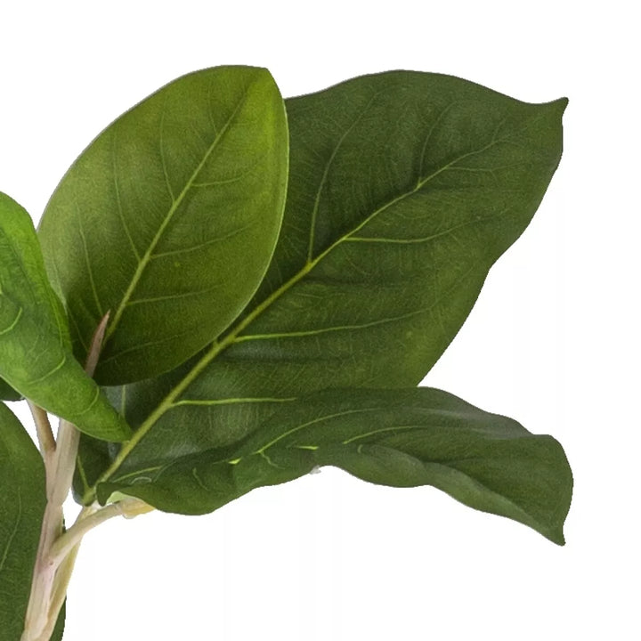 Flourify Ficus moclame (microparma)