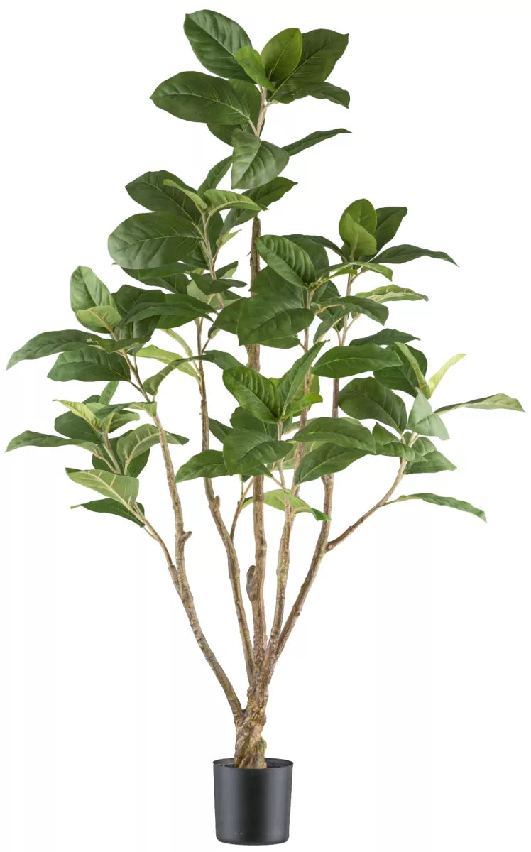 Flourify Ficus moclame (microparma)
