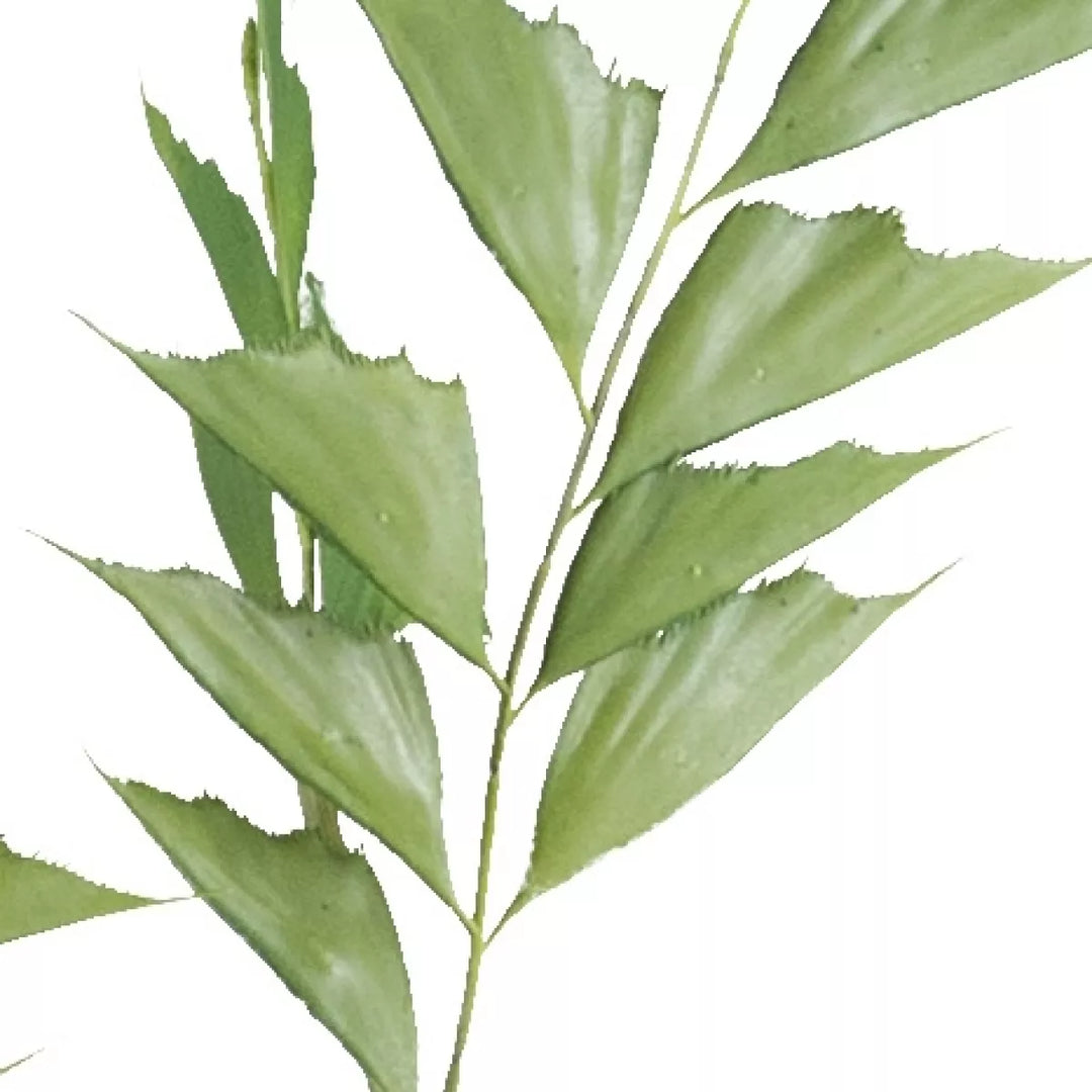 Flourify Caryota mitis palm (vinnetjespalm)