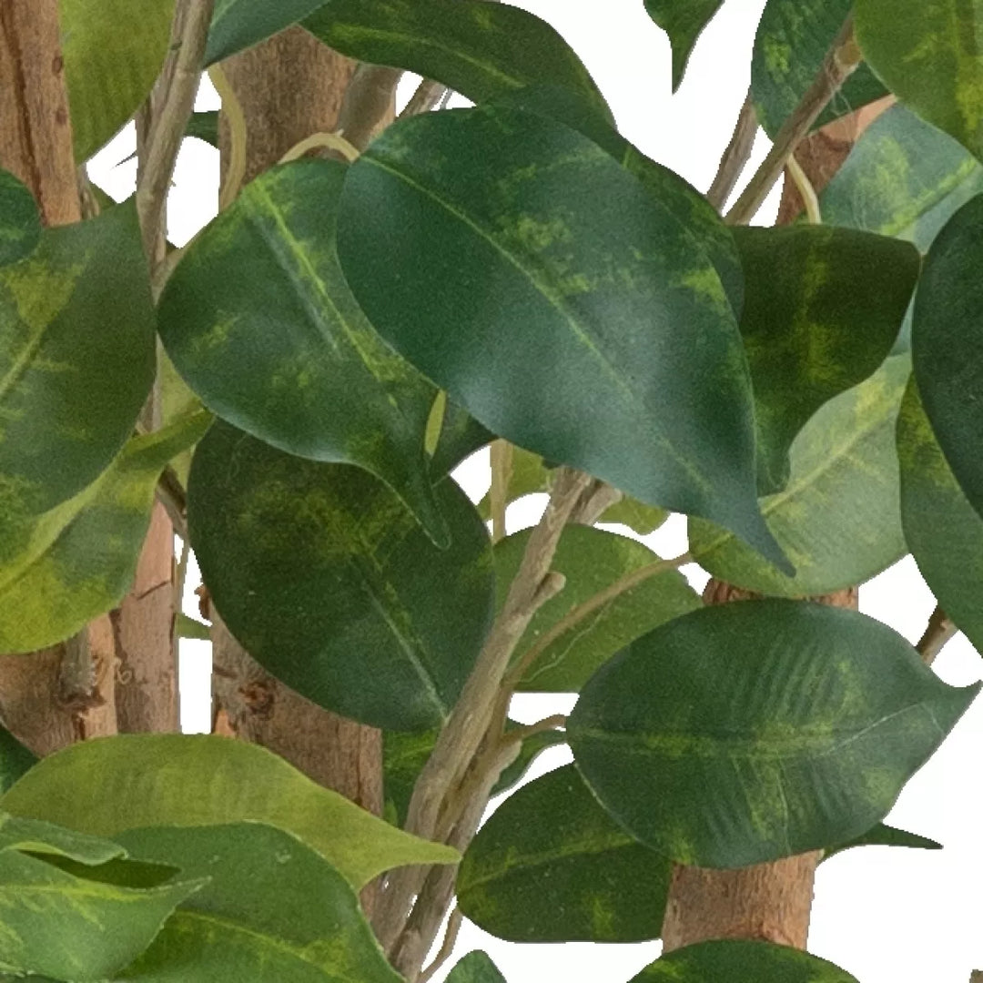 Flourify Ficus Benjamina (Waringin)