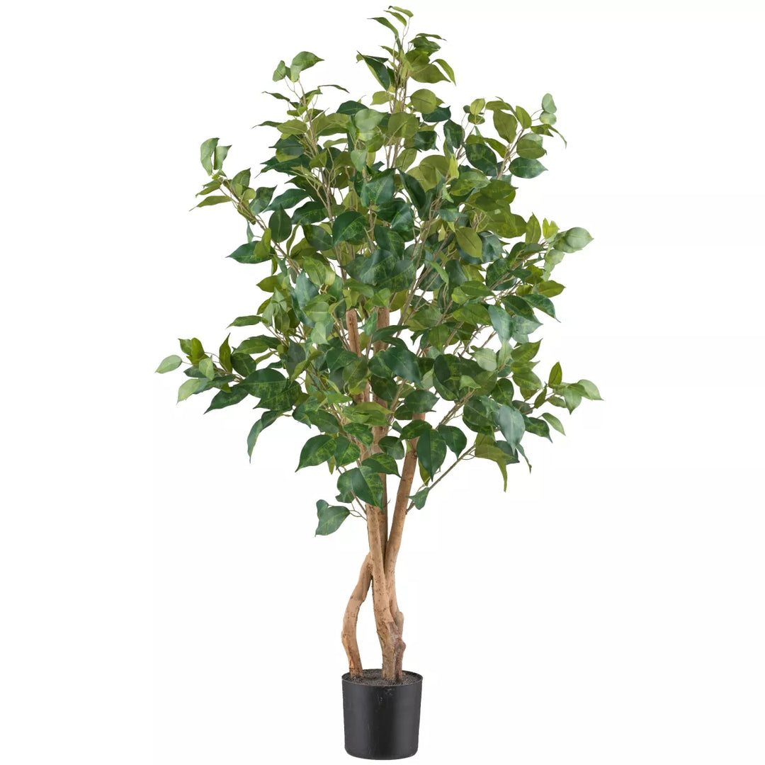 Flourify Ficus Benjamina (Waringin)