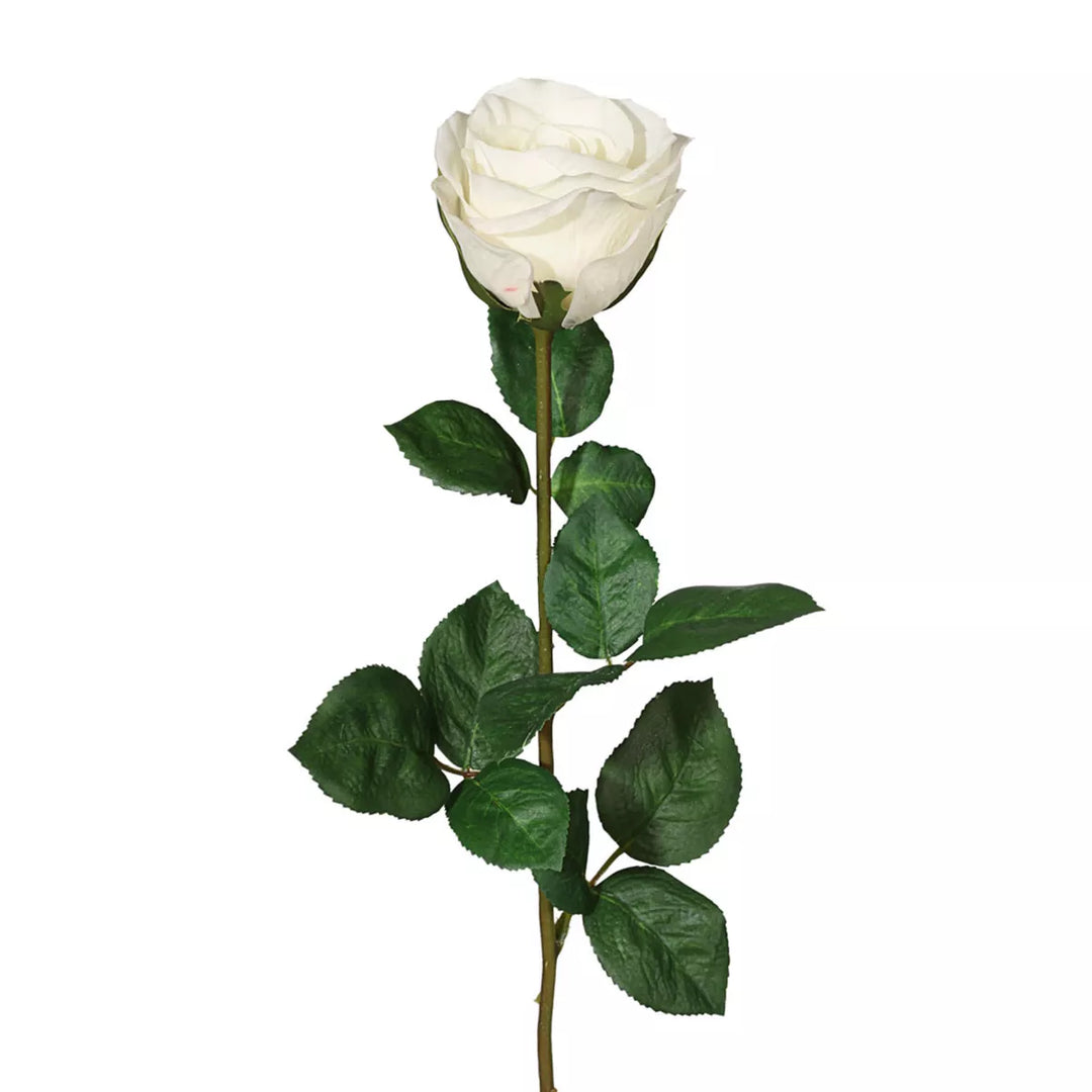 Flourify Tuinroos Lange steel