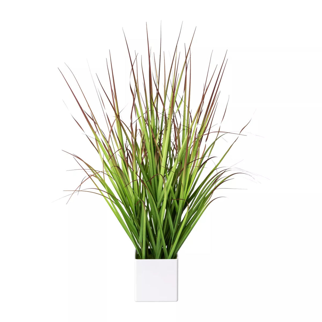 Flourify Bloedgras (Imperata cylindrica)